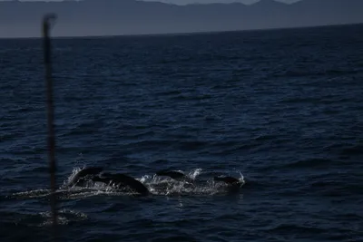 DSC_6661 (Large).JPG